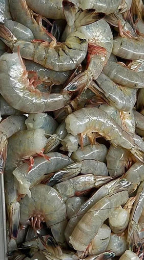 NC Shrimp