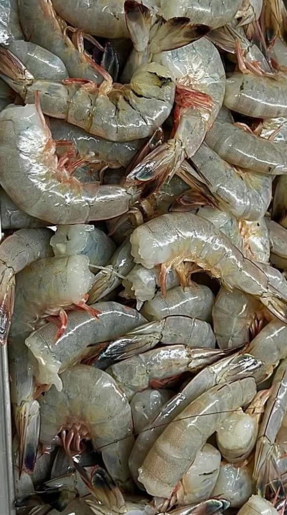 NC Shrimp